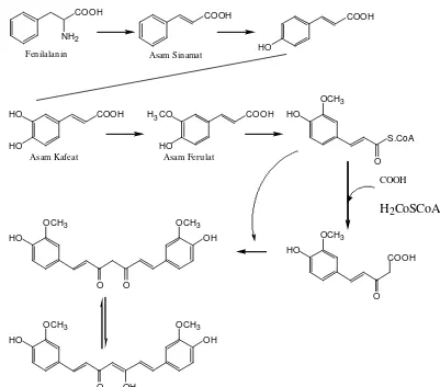 Gambar 2 Biosintesis kurkuminoid menurut Rougley (1973) dan Manito (1981)          