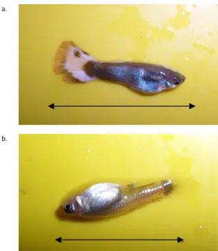 Gambar 3. Morfologi anakan ikan guppy pada umur 2 bulan. 