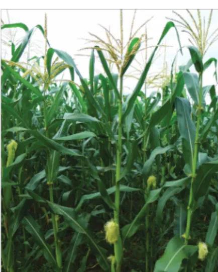 Gambar 1.26 Perkebunan Jagung.