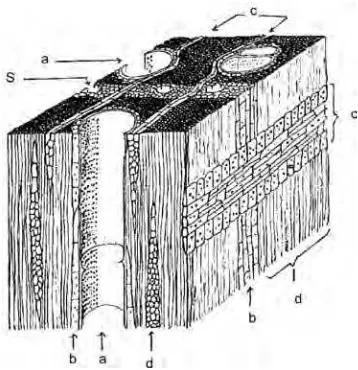 Gambar 1. Anatomi Kayu: pembuluh (a), parenkima (b), jari-jari (c), serat (d), saluran interselular aksial (s) (Sumber: Mandang dan Pandit, 2002) 