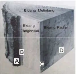 Gambar 2.  Penampang Kayu: kulit luar yang sudah mati (A), kulit dalam yang masih tumbuh (B), kayu gubal (C), kayu teras (D) (Sumber: Pansin dan Zeeuw, 1980) 