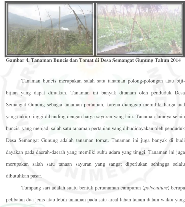 Gambar 4. Tanaman Buncis dan Tomat di Desa Semangat Gunung Tahun 2014 