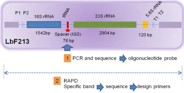 Gambar  2.  Ilustrasi  target  gen  sebagai  strategi  dalam  pengembangan  sistem  deteksi  molekuler Lactobacillus sp F213