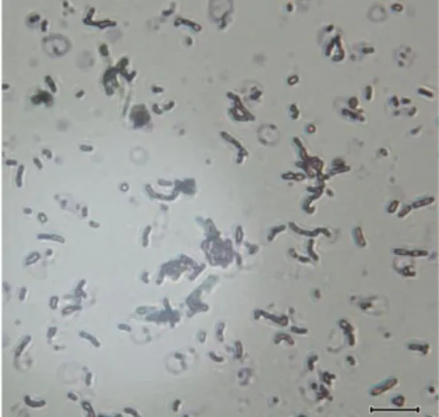 Gambar 4A. Morfologi koloni  Lactobacillus sp F213 pada media  MRS agar 