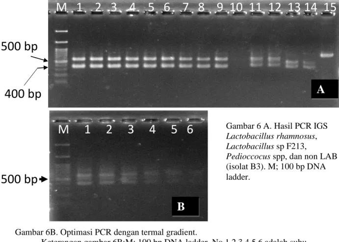 Gambar 6B. Optimasi PCR dengan termal gradient. 
