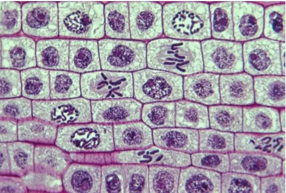 Gambar 2. Sediaan sel akar bawang merah 