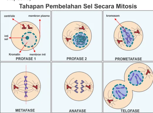 Gambar 2. Pembelahan Mitosis 