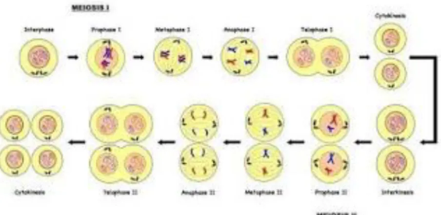 Gambar 3. Pembelahan meiosis 