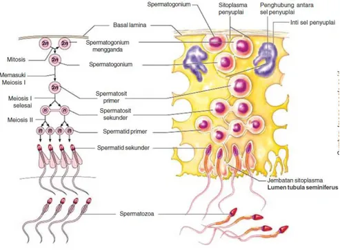 Gambar 4. Proses spermatogenesis 