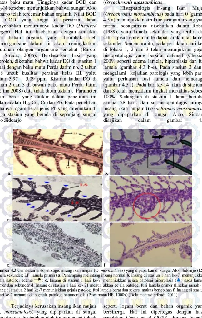 Gambar 4.3 Gambaran histopatologis insang ikan mujair (O. mossambicus) yang dipaparkan di sungai Aloo Sidoarjo (LS: 
