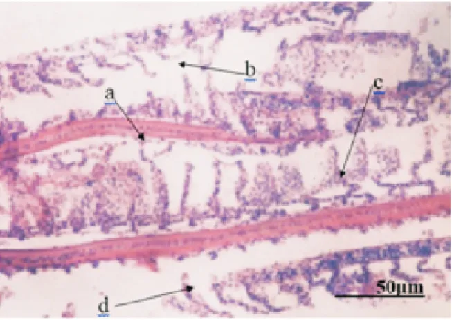 Gambar 8 adalah struktur mikroanatomis insang  ikan uji toksisitas pada 1,35 ppm, lama pendedahan  96  jam  memperlihatkan adanya tingkat kerusakan,   yaitu   mereduksinya lamella sekunder dan pada sel  basal lamella sekunder terjadi hiperplasia