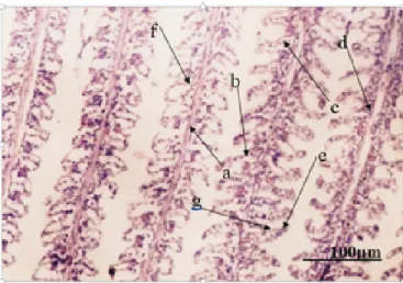 Gambar 11 merupakan struktur mikroanatomis  insang  ikan  uji  kadar  aman  pada  kontrol  menunjukkan  struktur  insang  normal,  belum  memperlihatkan adanya tingkat kerusakan sehingga  pada  gambar  masih  terlihat  jelas  bagian-bagian  insang ikan uji