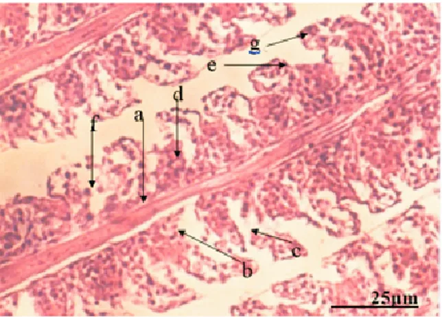 Gambar  4  merupakan  struktur  mikroanatomis  insang  ikan  uji  toksisitas  pada  0,27  ppm,  lama  pendedahan  96  jam  menunjukkan  struktur  insang  normal,  belum  memperlihatkan  adanya  tingkat  kerusakan sehingga pada gambar masih terlihat jelas  