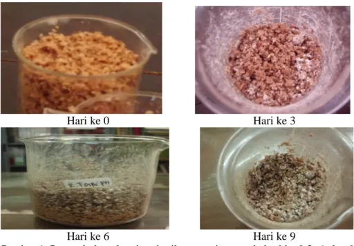 Gambar 1. Pertumbuhan dan tinggi mikroorganisme pada hari ke 0,3, 6, dan 9 Tabel 2. Hasil penelitian pH selama proses fermentasi pada hari ke 0,3,6 dan 9