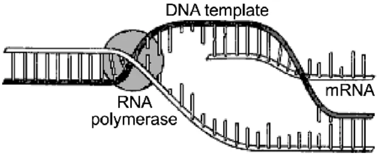 Gambar 5. Pemisahan rantai ganda DNA dan pembentukan RNA duta  www.docplayer.info 
