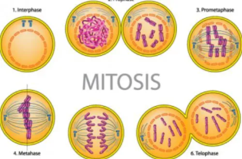 Gambar 9.  Pembelahan mitosis hingga terbentuknya 2 sel anak  www.perkinselearning.org 