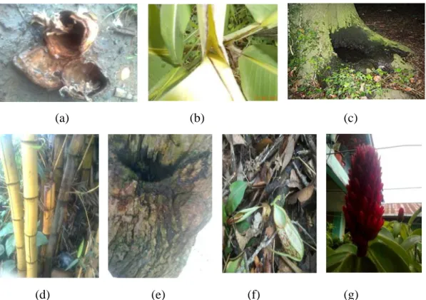 Gambar 1. Tipe-tipe Phytotelmata (a).Tipe lubang buah (b). Tipe ketiak daun , (c). Tipe lubang akar , (d)