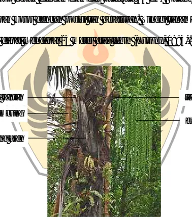 Gambar 1. Tanaman Aren (Arenga pinnata Merr.) (Anonim c , 2011)