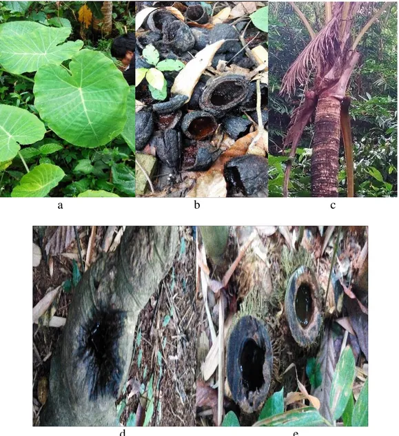 Gambar 1. Jenis tumbuhan yang ditemukan pada area perkebunan di kota  Bandarlampung sebagai berikut: a