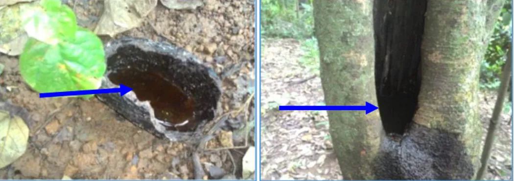 Gambar 3. Tipe phytotelmata yang ditemukan pada area perkebunan di kota  Bandarlampung sebagai berikut: A