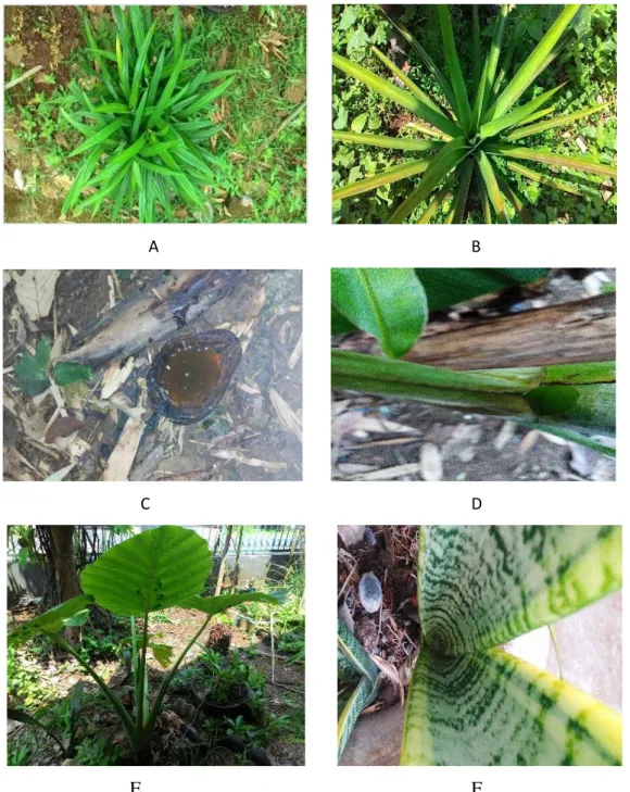 Gambar 5. Beberapa jenis tumbuhan yang ditemukan pada area Pemukiman               di kota Bandarlampung sebagai berikut: A