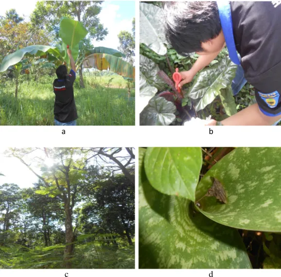 Gambar 9. Jenis tumbuhan yang ditemukan pada lokasi hutan kota di kota  Bandarlampung sebagai berikut : a