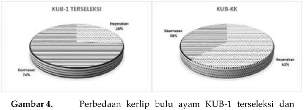 Gambar 4.  Perbedaan  kerlip  bulu  ayam  KUB-1  terseleksi  dan  KUB-kk generasi ke-5 