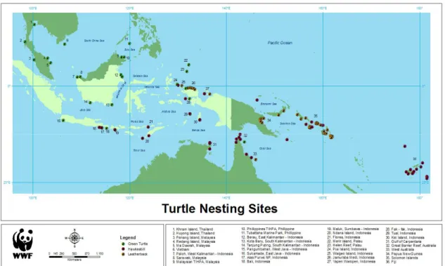 Gambar 6. Rute peteluran penyu di Indonesia dan sekitarnya, termasuk Maluku Tenggara, lokasi nomor 29 (Sumber: WWF)