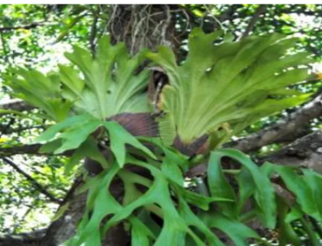 Gambar  tersebut  adalah  tumbuhan  paku  tanduk  rusa    (Platycerium  bifurcatum)  yang  hidup  menenpel  pada  tumbuhan  inang,  pada  pola  interaksi  ini  tanaman  paku  hanya  menempel untuk hidup dan tidak merugikan tumbuhan yang di tempelinya, maka