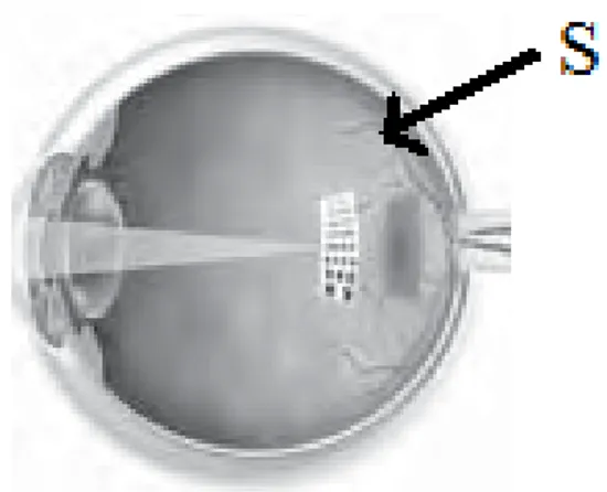 gambar  yang  ditunjukkan  pada  soal  adalah  mata.  Bagian  yang  ditunjuk  tanda  panah  adalah  bagian  retina  mata