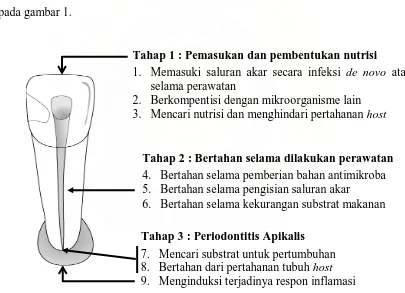 Gambar 1. Tahap-tahap dari perjalanan bakteri kedalam saluran akar yang terlibat dalam periodontitis persisten ( Sundqvist G & Figdor D : Life is an endodontic patogen, Endod Topics 2003; 6 : 19 )  
