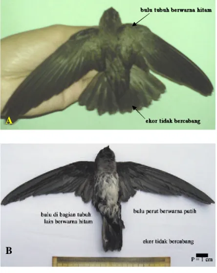 Gambar 2  Morfologi  Burung Walet  Linchi  tampak  dorsal  (A),  tampak  ventral  (B), bagian  kepala  Burung Walet Linchi  (C)  (sumber  : dokumentasi  pribadi)