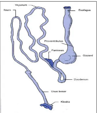 Gambar 3  Skema saluran pencernaan unggas  (sumber : Arent 2002). 