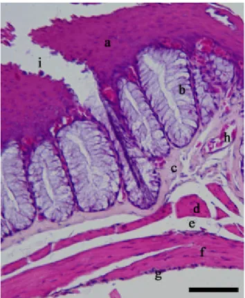 Gambar 11  Gambaran  mikroanatomi esofagus Burung Walet  Linchi. 