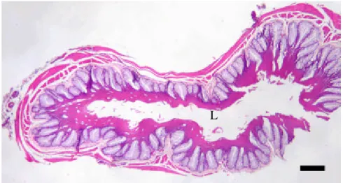 Gambar  12   Gambaran mikroanatomi esofagus bagian kranial Burung Walet  Linchi.  1 bar = 150 µm