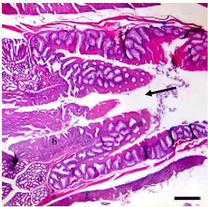 Gambar 14 Gambaran  mikroanatomi  katup  fisiologis  pada  daerah peralihan  esofagus dan lambung Burung Walet Linchi