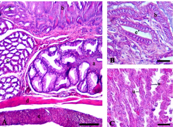 Gambar 15  Gambaran  mikroanatomi daerah peralihan antara esofagus dengan  proventrikulus Burung Walet Linchi (A),  kelenjar tipe kuboid (B),  kelenjar tipe lobulus (C)