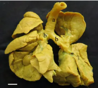 Gambar 2.  Trakhea  dan paru-paru  M. javanica  setelah difiksasi dalam larutan  bouin