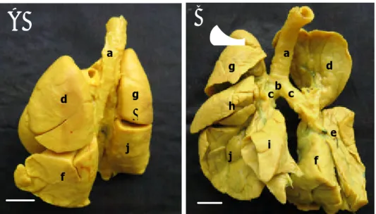 Gambar  4.  Morfologi paru-paru  M. javanica. A. tampak dorsal; B. tampak  ventral; a