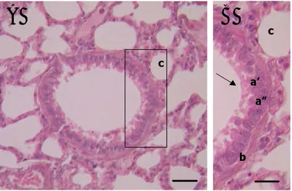 Gambar 7. Struktur umum bronkioli M. javanica. a. lapis mukosa yang terdiri dari  epitel kubus bersilia (a’) dengan sel goblet diantaranya (a”), silia  (tanda panah); b