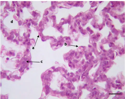 Gambar 12.  Dinding alveoli  M. javanica  terdiri atas sel-sel: a. sel tipe I;              