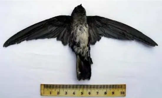 Gambar 1 Burung Walet Linchi tampak ventral. 