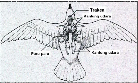 Gambar 3  Skema organ pernafasan unggas. (sumber: http://users.rcn.com/ 
