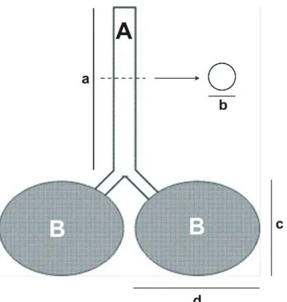 Gambar 5  Cara pengukuran trakea (A) dan paru-paru (B). a. panjang trakea, b. 