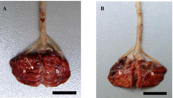 Gambar 7    Gambaran  makroskopis  paru-paru Burung Walet Linchi. A. tampak  dorsal,  B