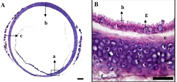 Gambar 8  Gambaran  mikroskopis  trakea Burung Walet Linchi. A. trakea  berbentuk bulat, B
