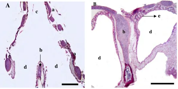 Gambar 9  Gambaran mikroskopis siring Burung Walet Linchi. A. potongan  memanjang, B. Potongan melintang, a