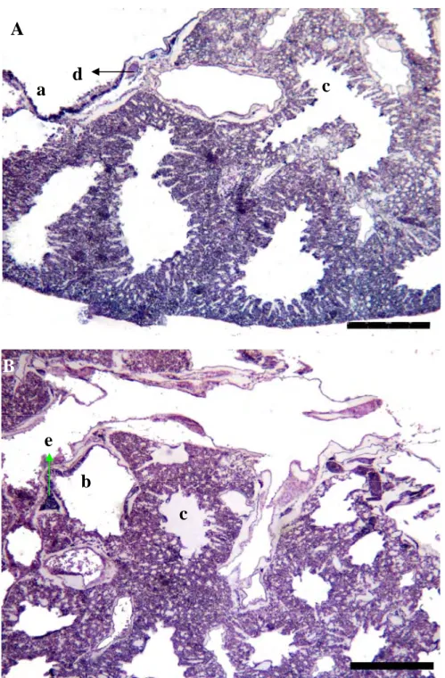 Gambar 10  Gambaran mikroskopis paru-paru Burung Walet Linchi (A dan B).  