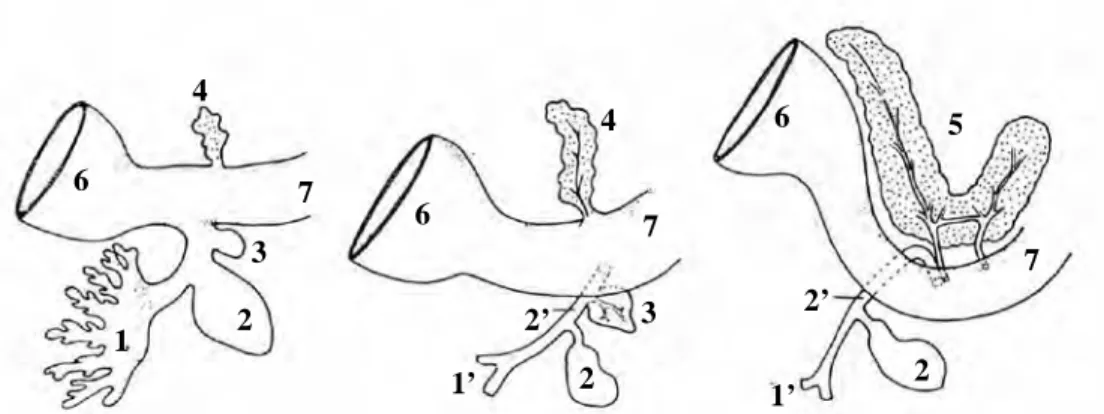 Gambar  1  Perkembangan pankreas. A. tahap awal, B. tahap berikutnya memperlihatkan pemisahan saluran pada dua tunas pankreas, C