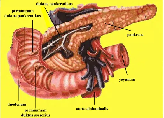 Gambar 2 skema organ pankreas dan permuaraan duktus pankreatikus ke duodenum (Modifikasi dari : http://www.google.com/pankreas/index.html)